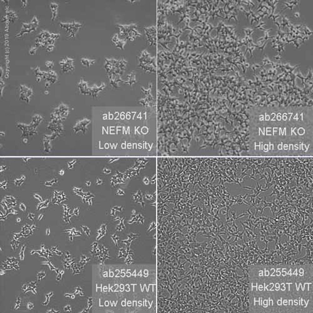 Human NEFM (160 kD Neurofilament Medium) knockout HEK293T cell line - Abcam plc - Life Sciences