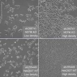 Human NEFM (160 kD Neurofilament Medium) knockout HEK293T cell line - Abcam plc - Life Sciences