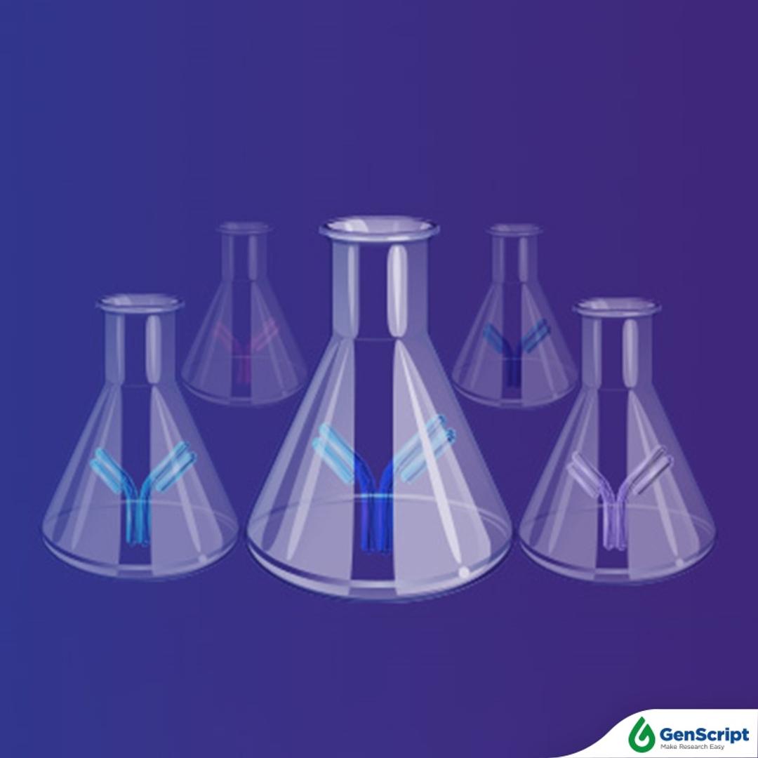 Antibody Production - GenScript - Life Sciences