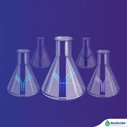 Antibody Production - GenScript - Life Sciences