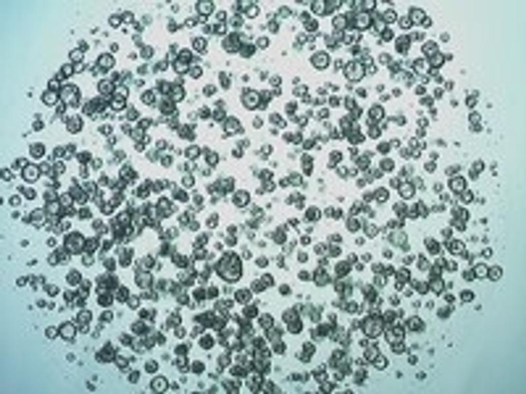 Gastrointestinal Organoid Biobank - Merck - Life Sciences