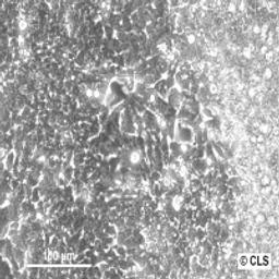 LoVo - Cell Lines Service GmbH - Life Sciences