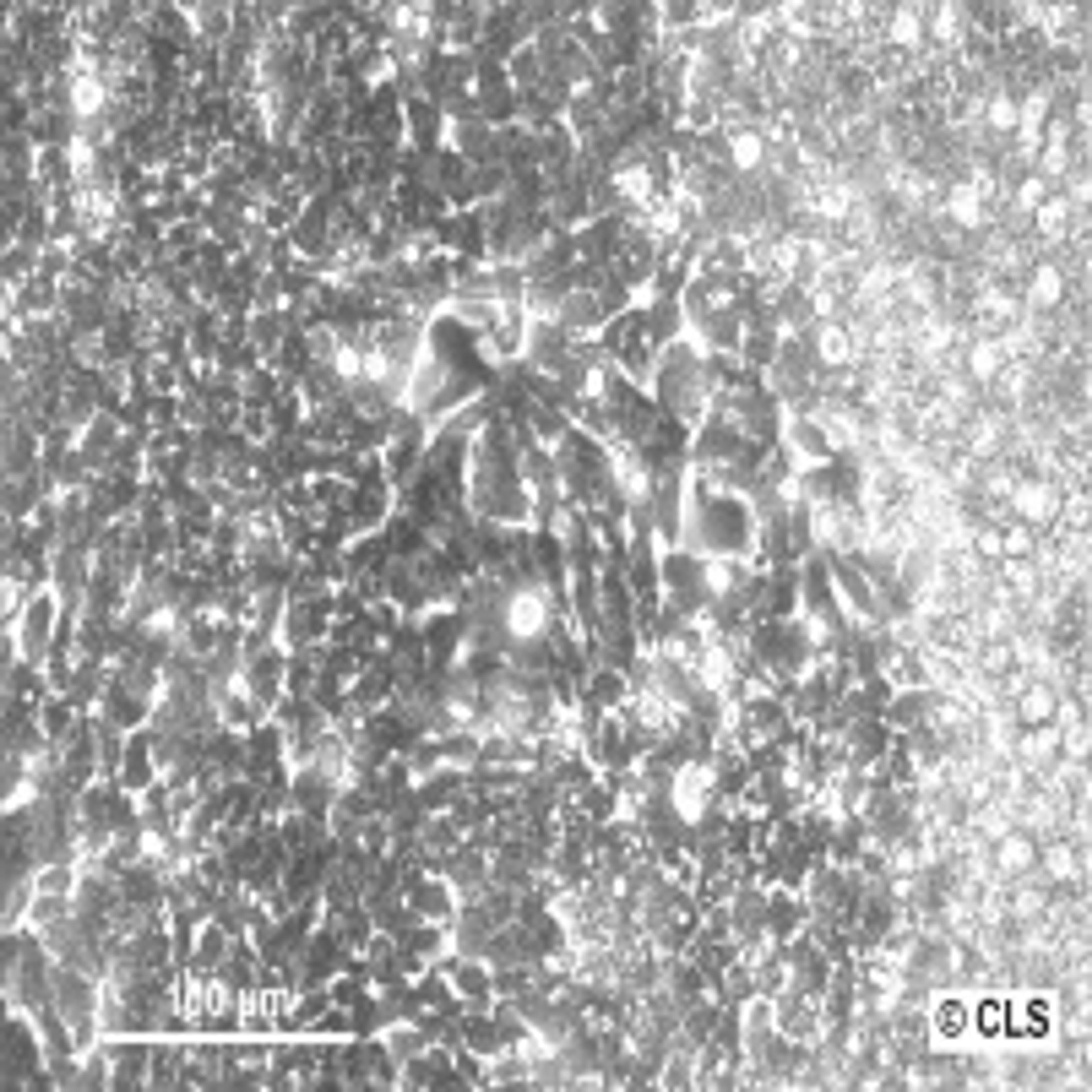 LoVo - Cell Lines Service GmbH - Life Sciences