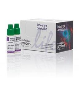Invitrogen™ ActinGreen™ 488 ReadyProbes™ Reagent - Thermo Fisher Scientific - Life Sciences