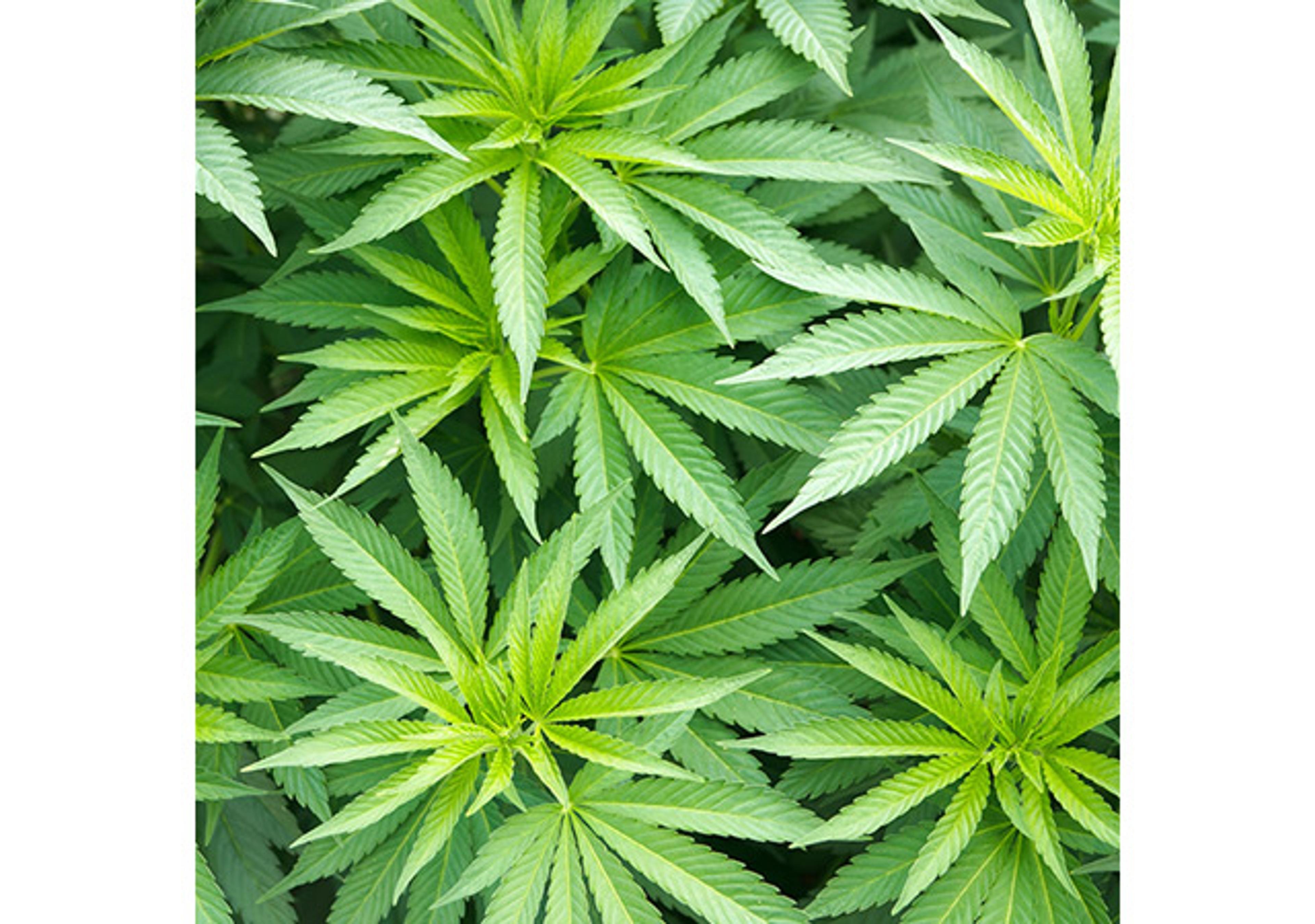 Cannabis Testing Reference Standards - Cambridge Isotope Laboratories - Environmental