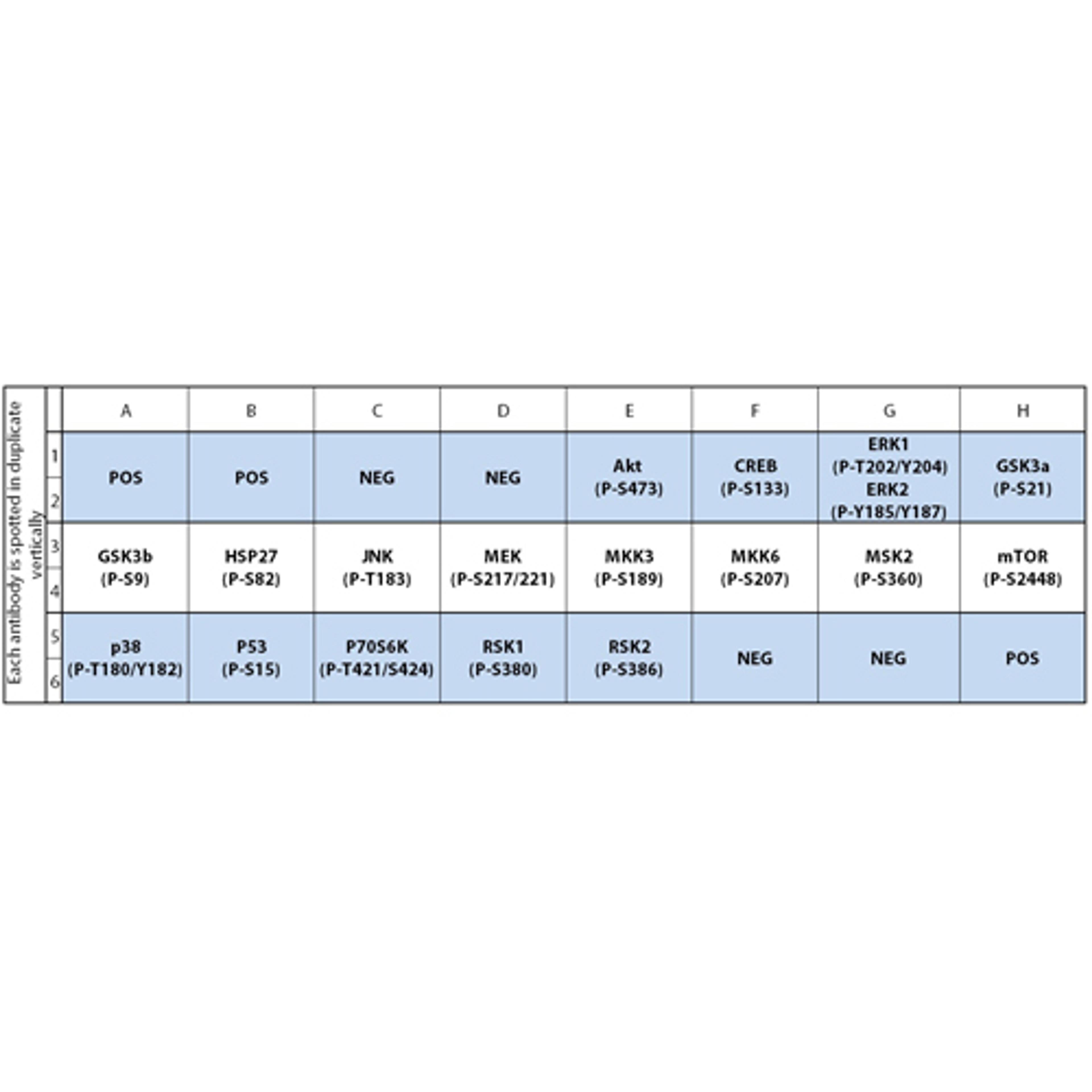 Human/Mouse MAPK Phosphorylation Array - RayBiotech Inc. - Life Sciences