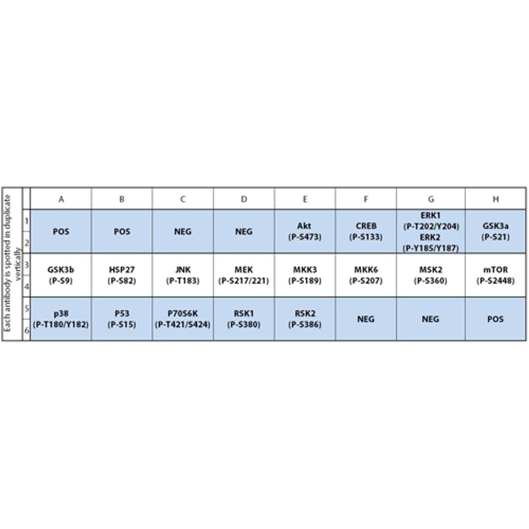 Human/Mouse MAPK Phosphorylation Array - RayBiotech Inc. - Life Sciences