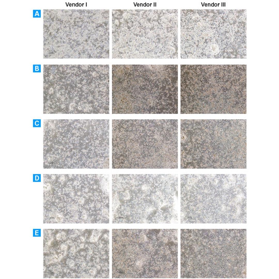 Cellartis® Power™ Primary HEP Medium - Takara Bio