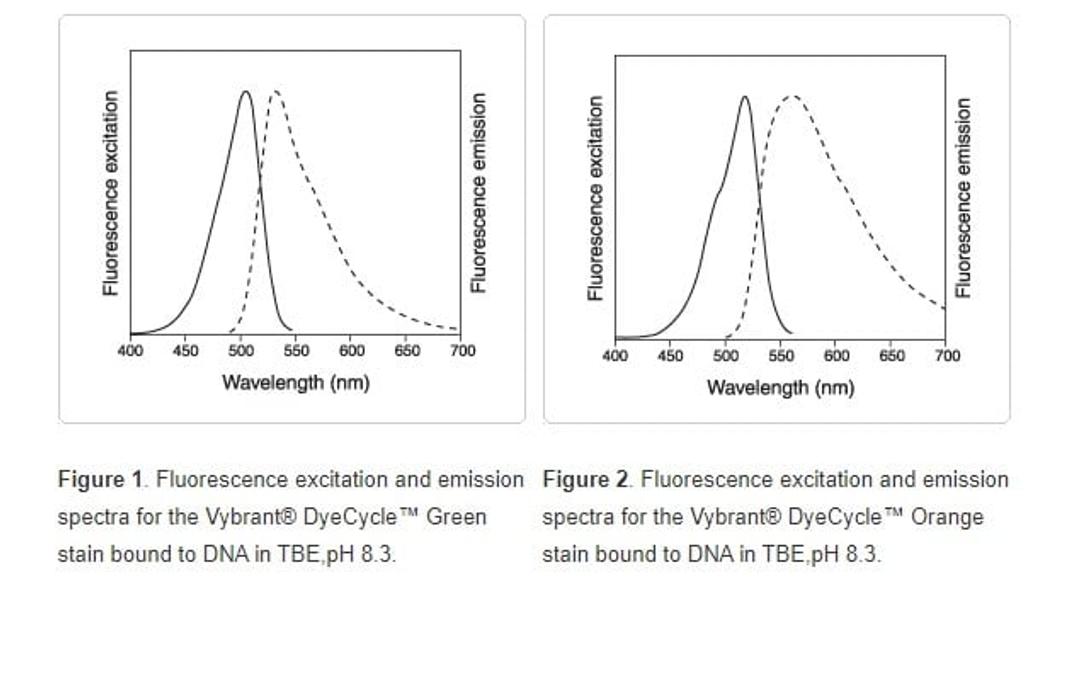 Vybrant DyeCycle™ Green and Orange Stains - Thermo Fisher Scientific - Life Sciences