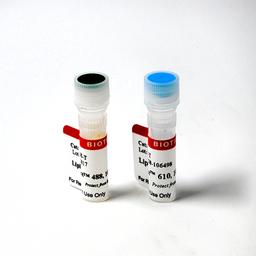 LipidSpot™ Lipid Droplet Stains - Biotium - Life Sciences