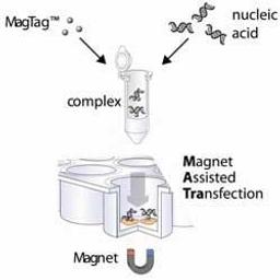 MATra Starter Set 5: Test Set for Magnet Assisted siRNA Transfection - IBA BioTAGnology - Life Sciences