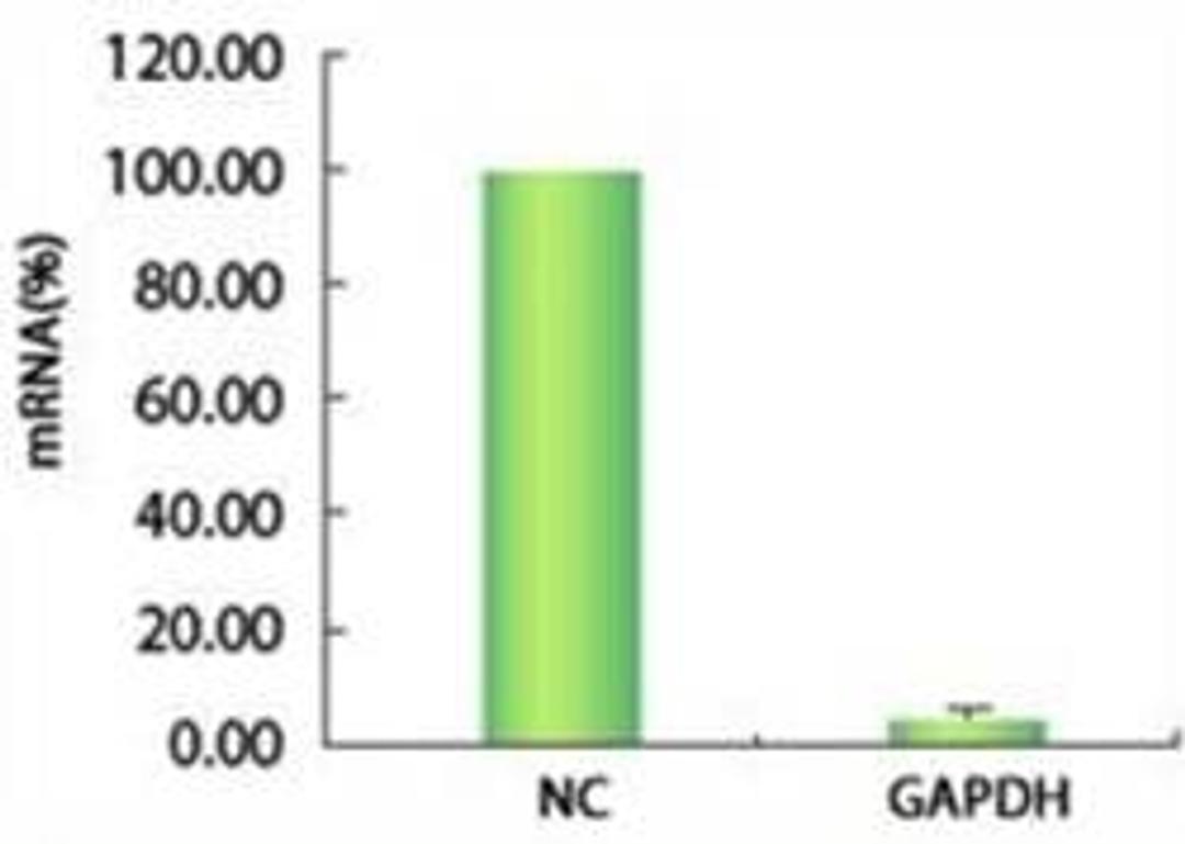AccuTarget™ Negative Contol siRNAs - Bioneer - Life Sciences
