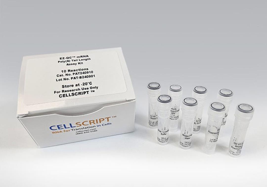 EZ-QC™ mRNA Poly(A) Tail Length Assay Kit - CELLSCRIPT™ - Life Sciences