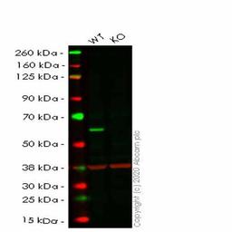 Human STK3 (MST-2) knockout HeLa cell line - Abcam plc - Life Sciences