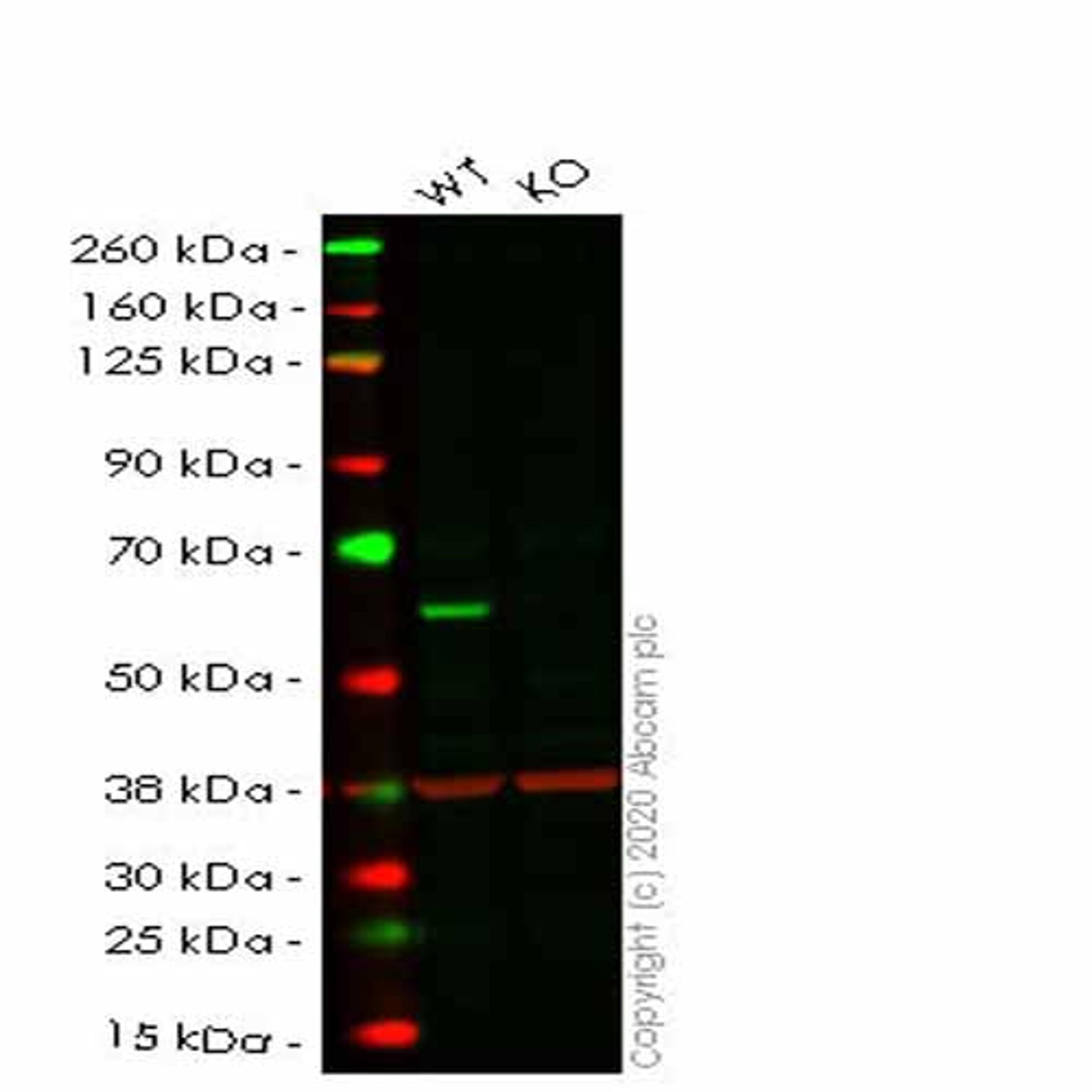 Human STK3 (MST-2) knockout HeLa cell line - Abcam plc - Life Sciences