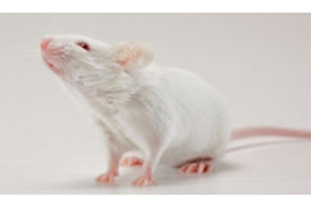 Ppara Knockout Rat - SAGE Labs - Drug discovery > Pre-Clinical Development