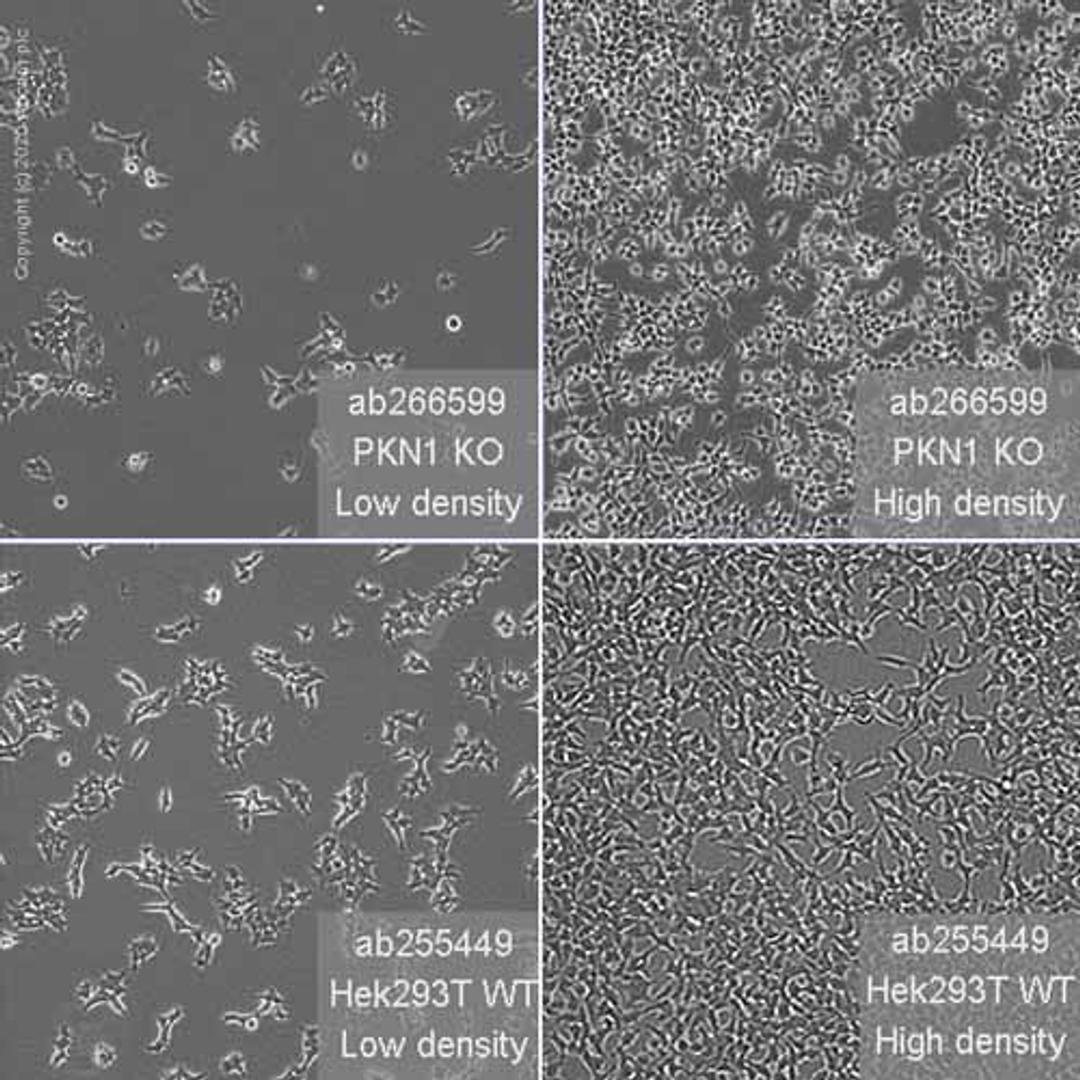 Human PKN1 knockout HEK293T cell line - Abcam plc - Life Sciences