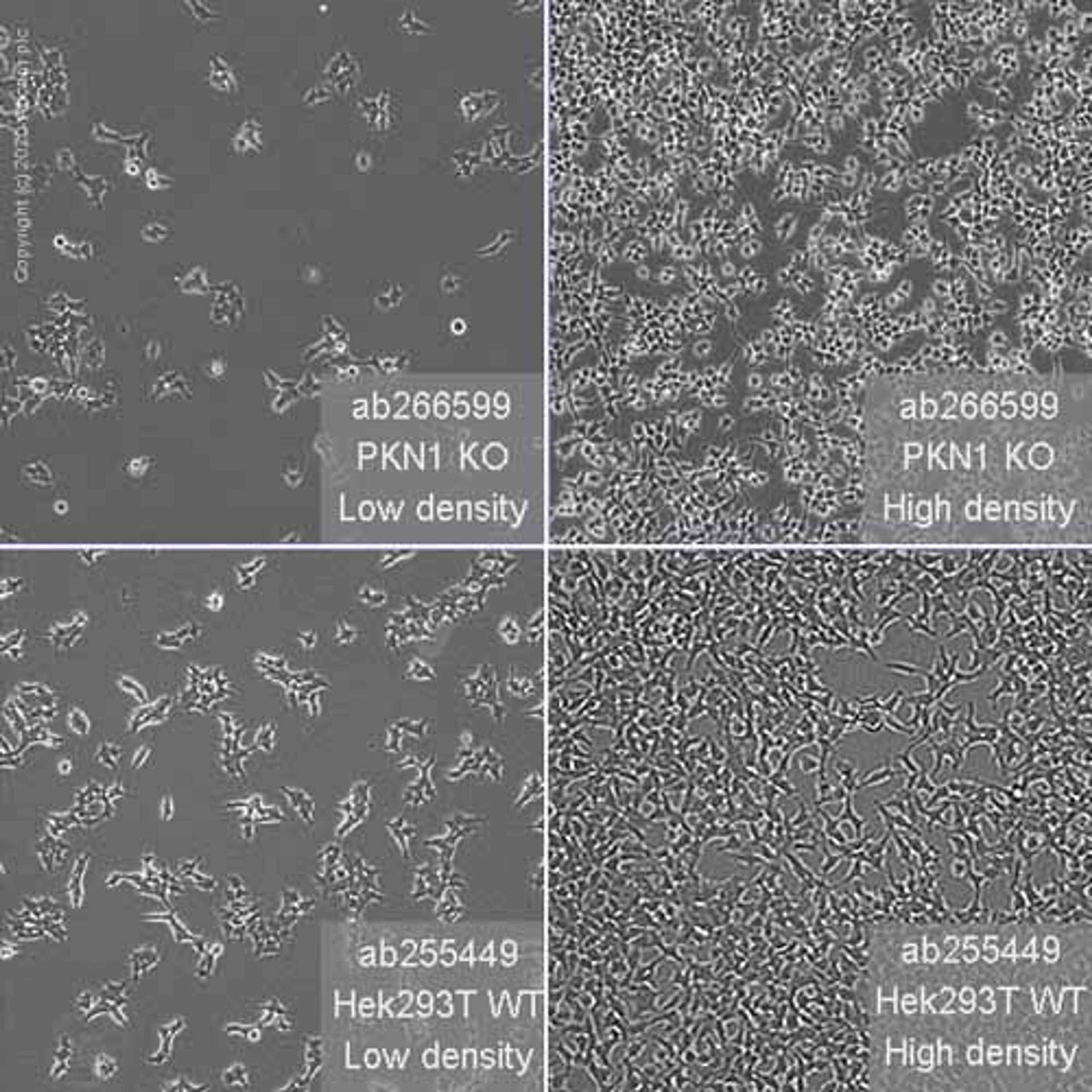Human PKN1 knockout HEK293T cell line - Abcam plc - Life Sciences