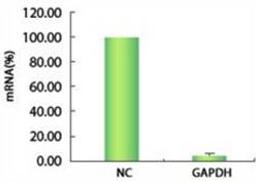 AccuTarget™ Control siRNA Sets - Bioneer - Life Sciences