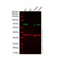 Human ATG16L1 knockout HeLa cell line - Abcam plc - Life Sciences