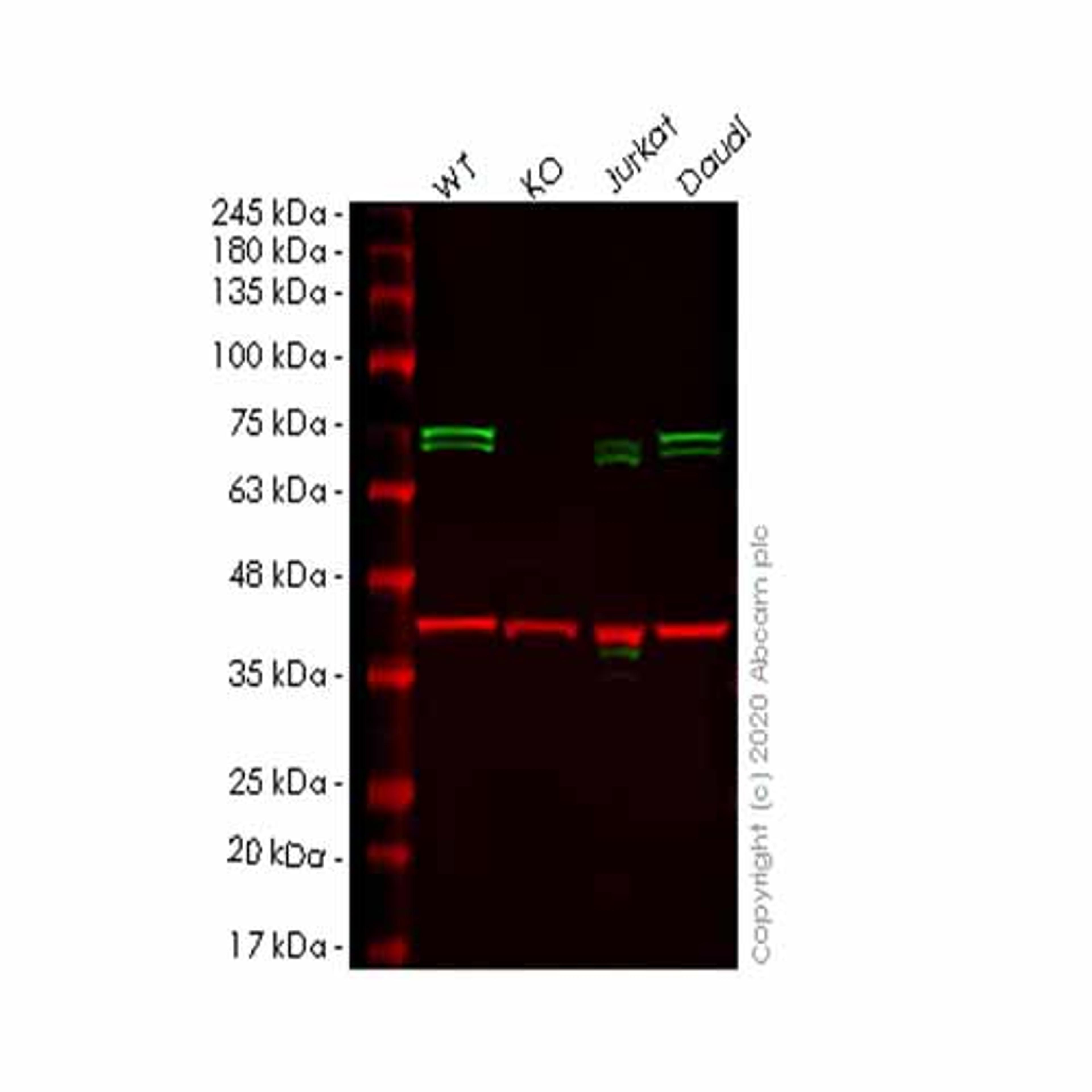 Human ATG16L1 knockout HeLa cell line - Abcam plc - Life Sciences