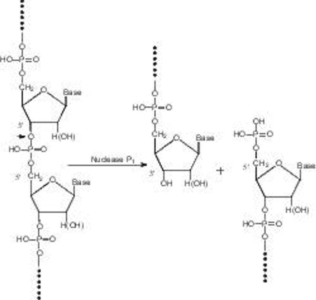 Nuclease P1 from Penicillium citrinum - Merck KGaA, Darmstadt, Germany - Life Sciences