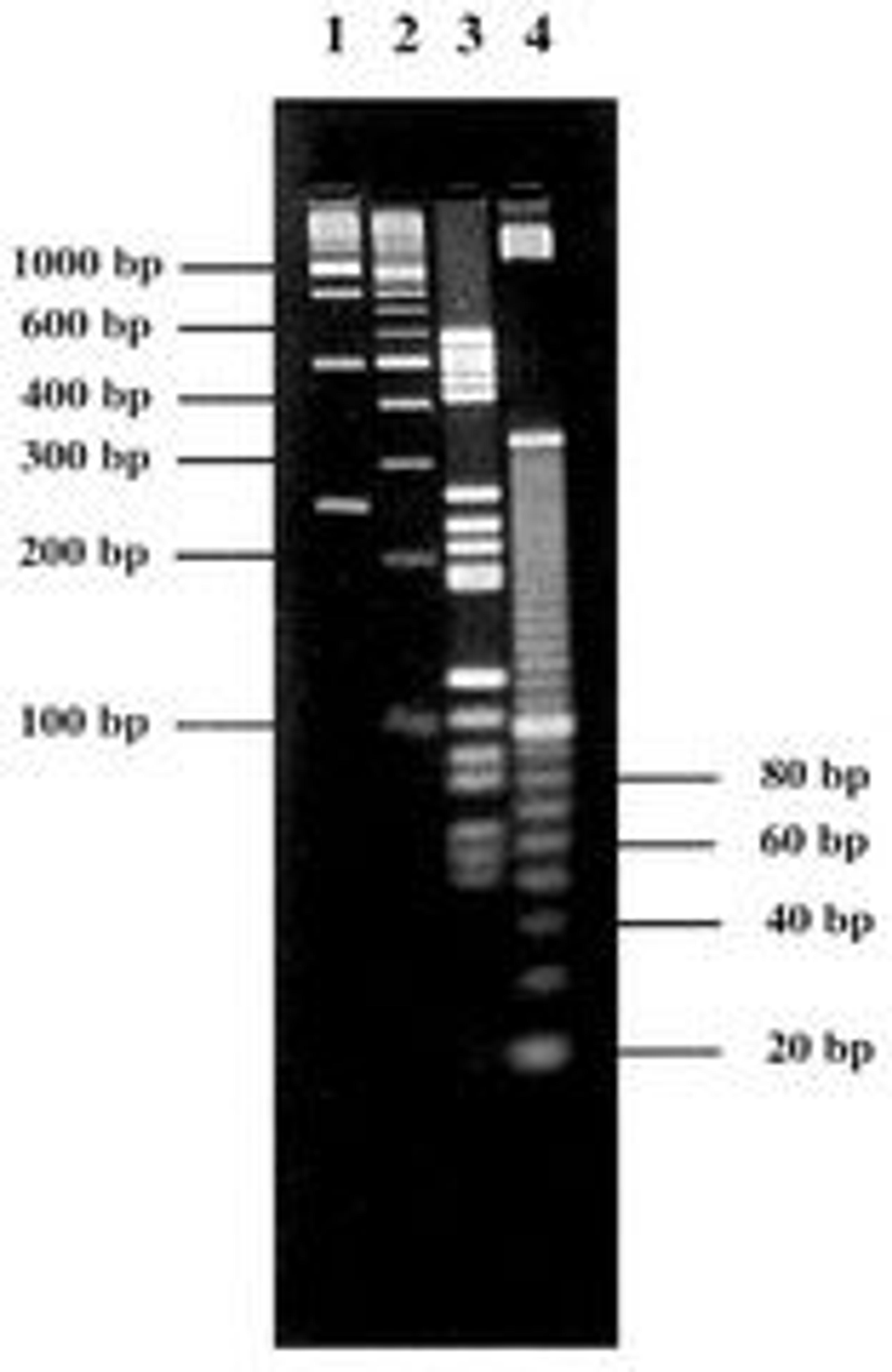 Agarose MS (Molecular Screening) - Axygen Scientific, Inc. - Life Sciences