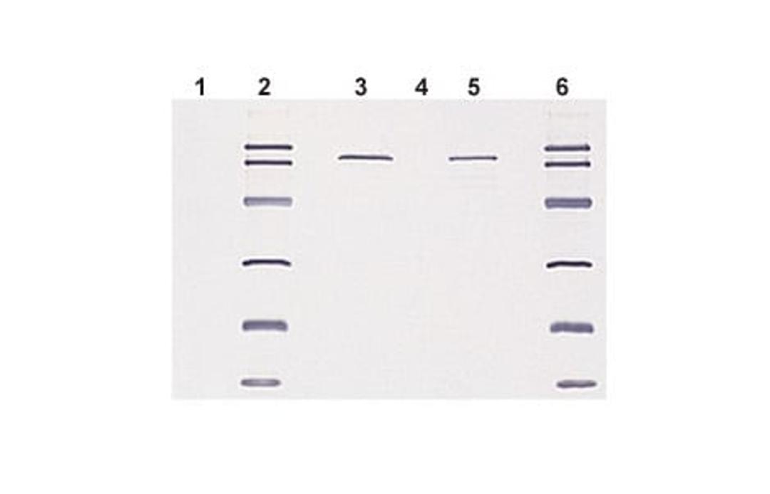 HRP and AP Conjugates