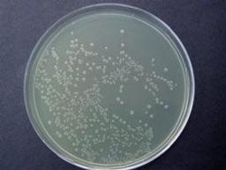 Smart Ampicillin™ - Axygen Scientific, Inc. - Life Sciences