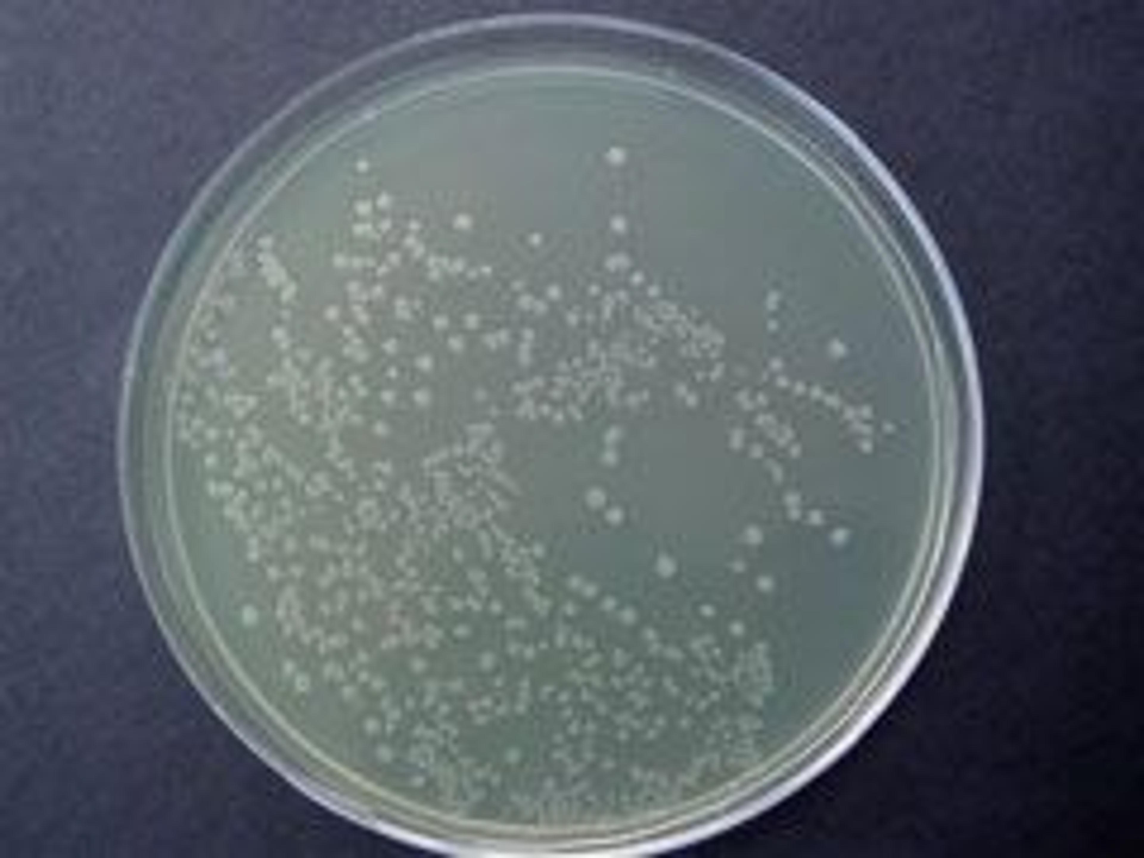 Smart Ampicillin™ - Axygen Scientific, Inc. - Life Sciences