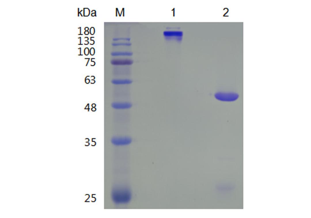 Human Anti-CRCP Recombinant Antibody (TAB-426CQ)