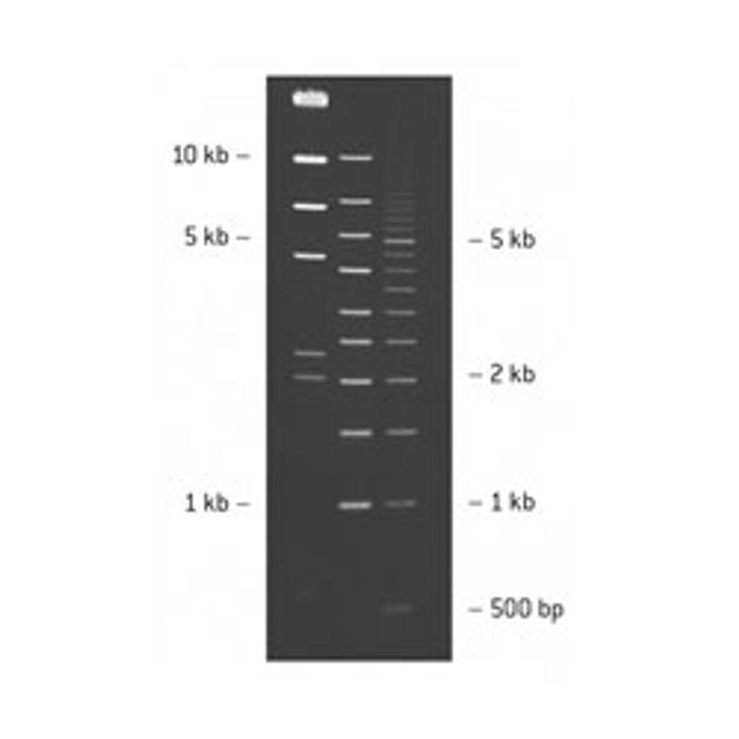 SeaKem® LE Agarose - Lonza Group Ltd - Life Sciences