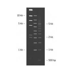 SeaKem® LE Agarose - Lonza Group Ltd - Life Sciences