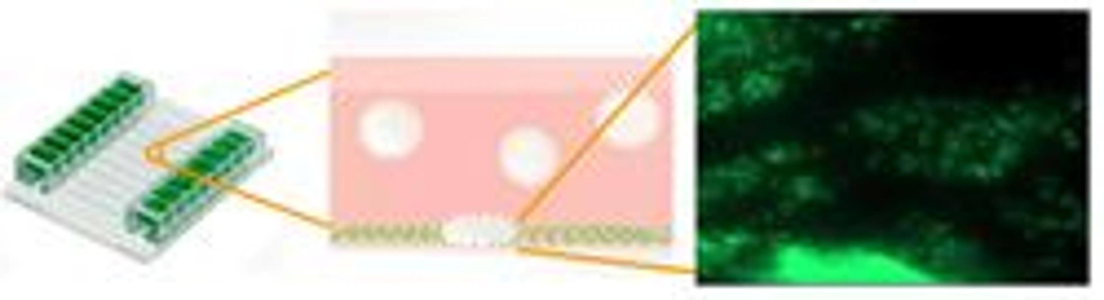 Vena8 Fluoro+ Biochip:  microfluidic flow chamber - Cellix Ltd - Life Sciences