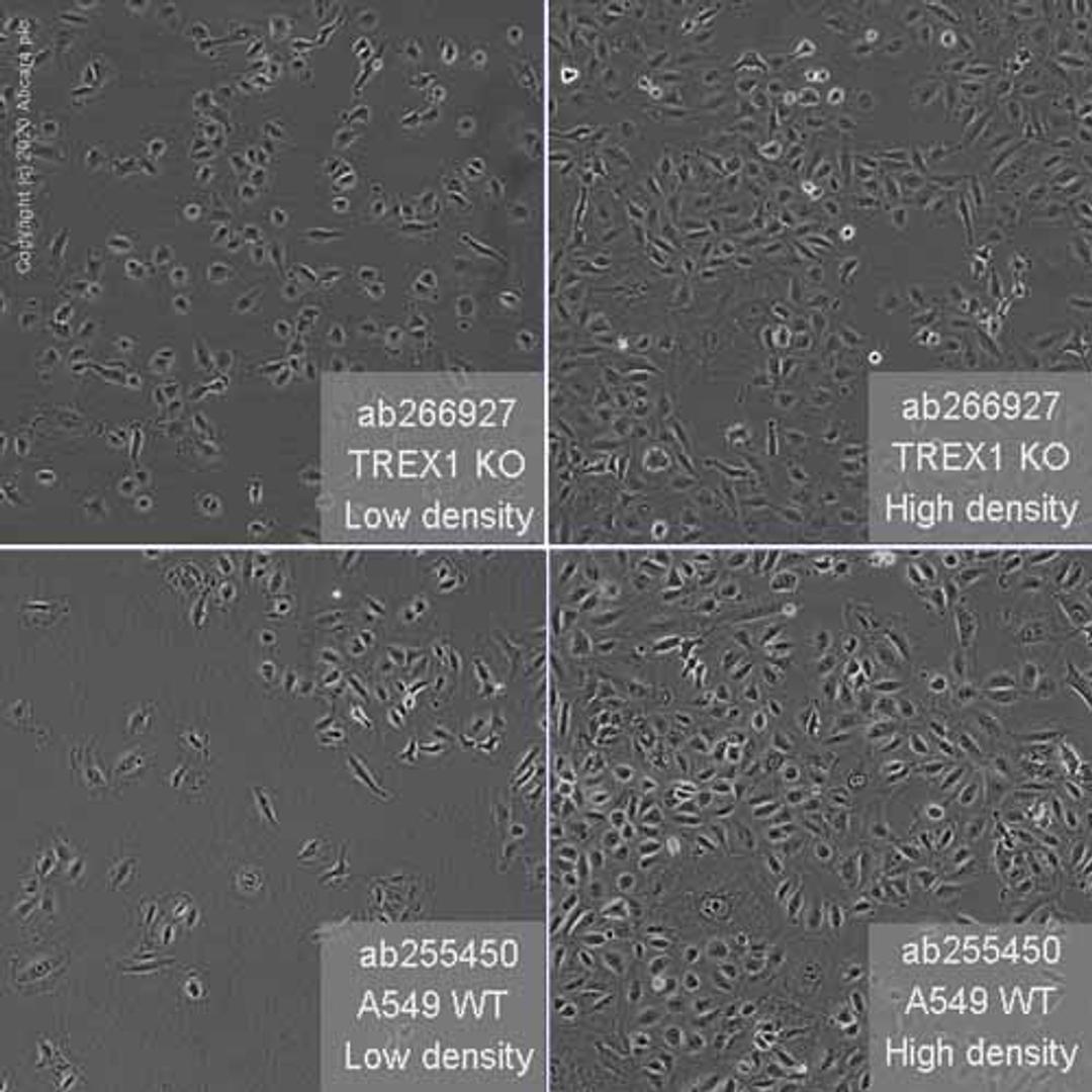 Human TREX1 knockout A549 cell line - Abcam plc - Life Sciences