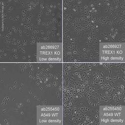 Human TREX1 knockout A549 cell line - Abcam plc - Life Sciences