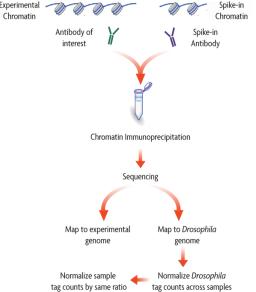 ChIP-Seq Normalization - Active Motif