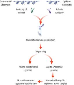 ChIP-Seq Normalization - Active Motif
