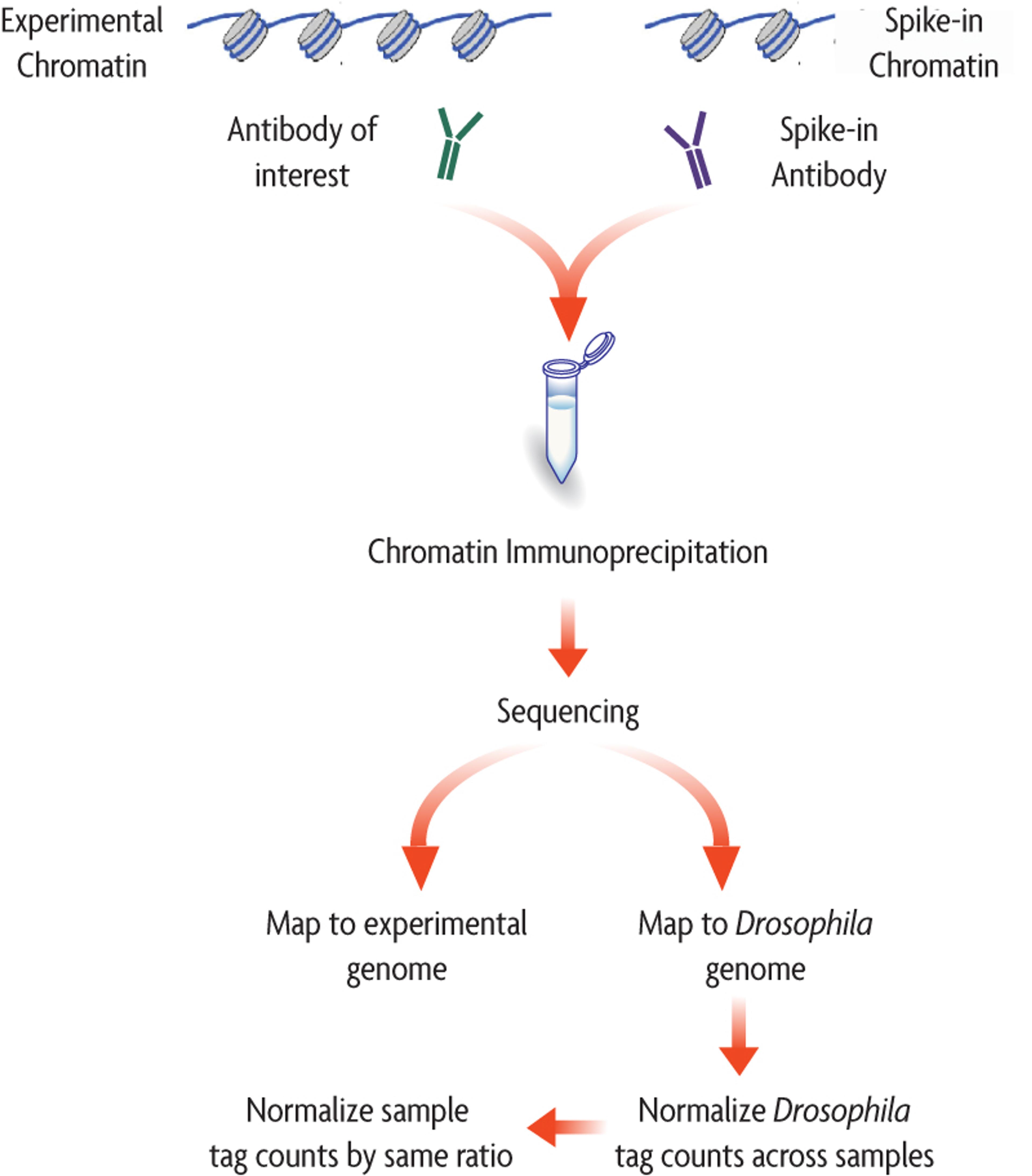 ChIP-Seq Normalization - Active Motif