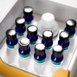 ScanLater Western Blot Assay Kit - Molecular Devices® - Life Sciences