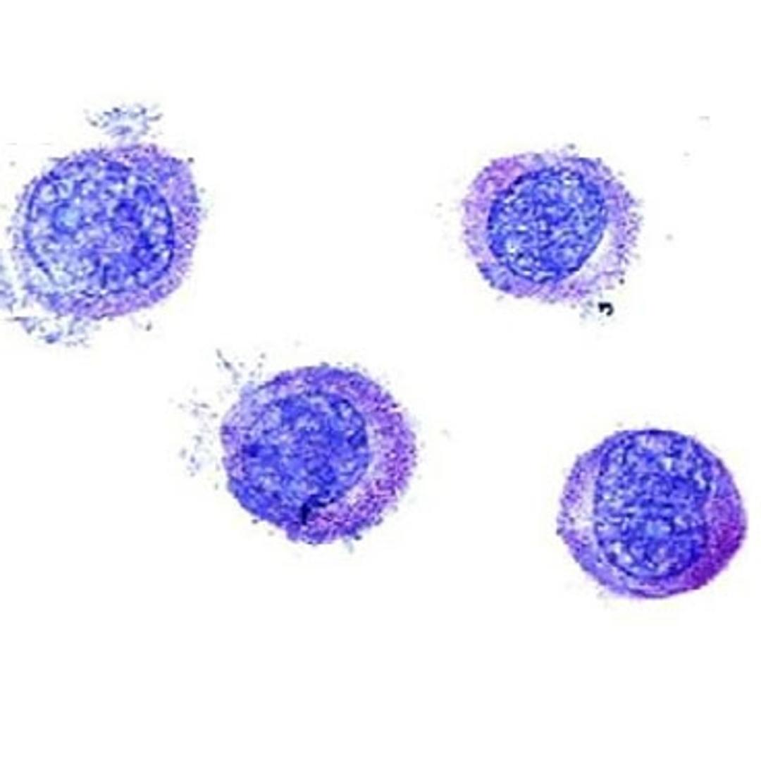 Human Mast Cell Line (LUVA) - Kerafast - Life Sciences