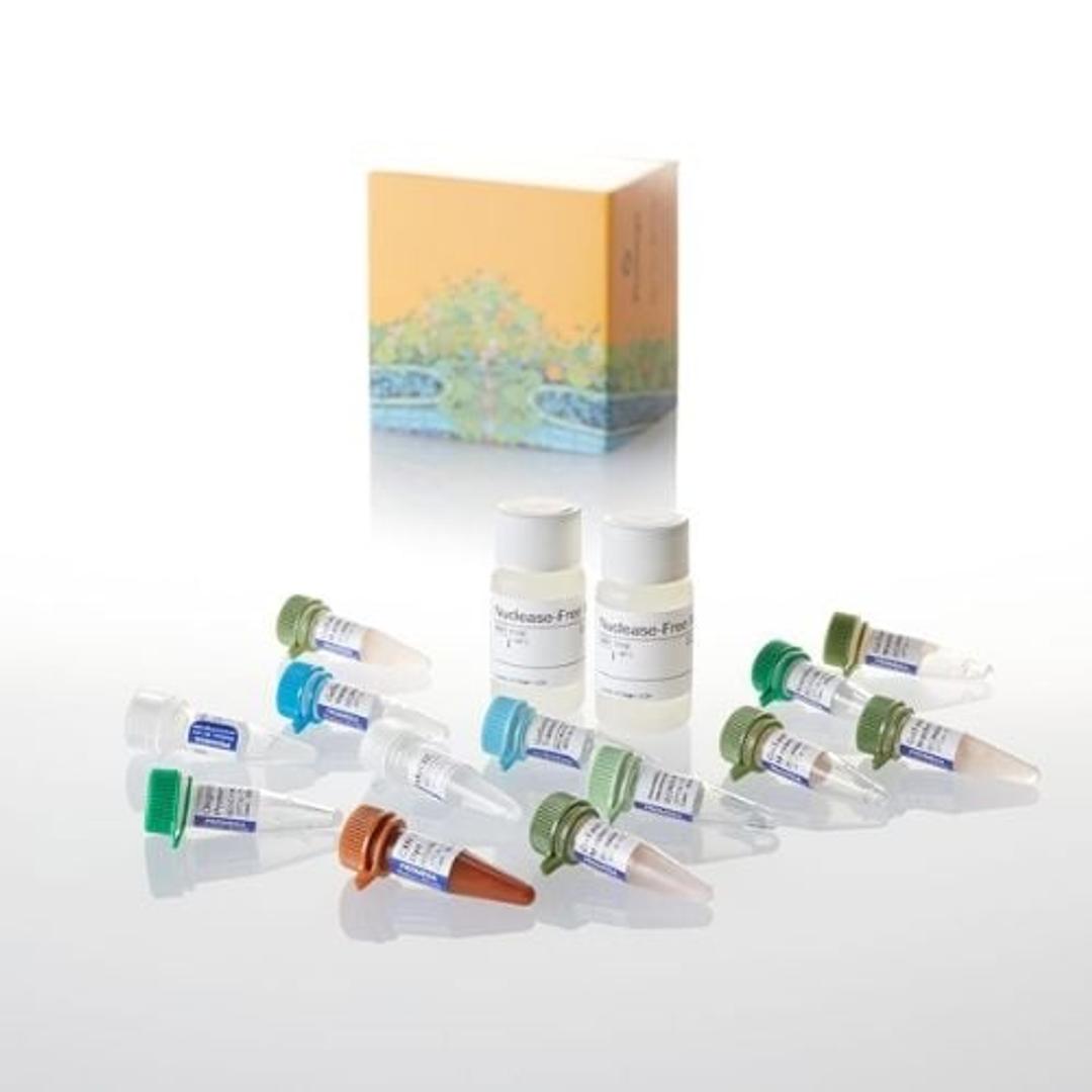 GoTaq® 2-Step RT-qPCR System - Promega Corp. - Life Sciences