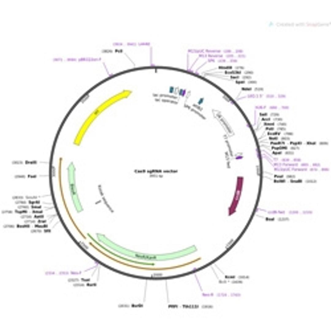 Cas9 sgRNA vector - Addgene