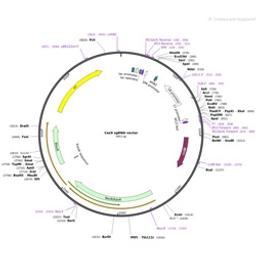 Cas9 sgRNA vector - Addgene
