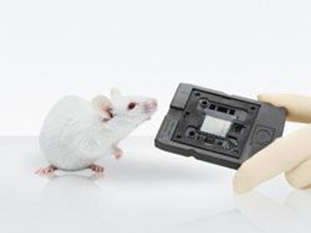 Mouse Geniom Biochip - febit holding GmbH - Life Sciences
