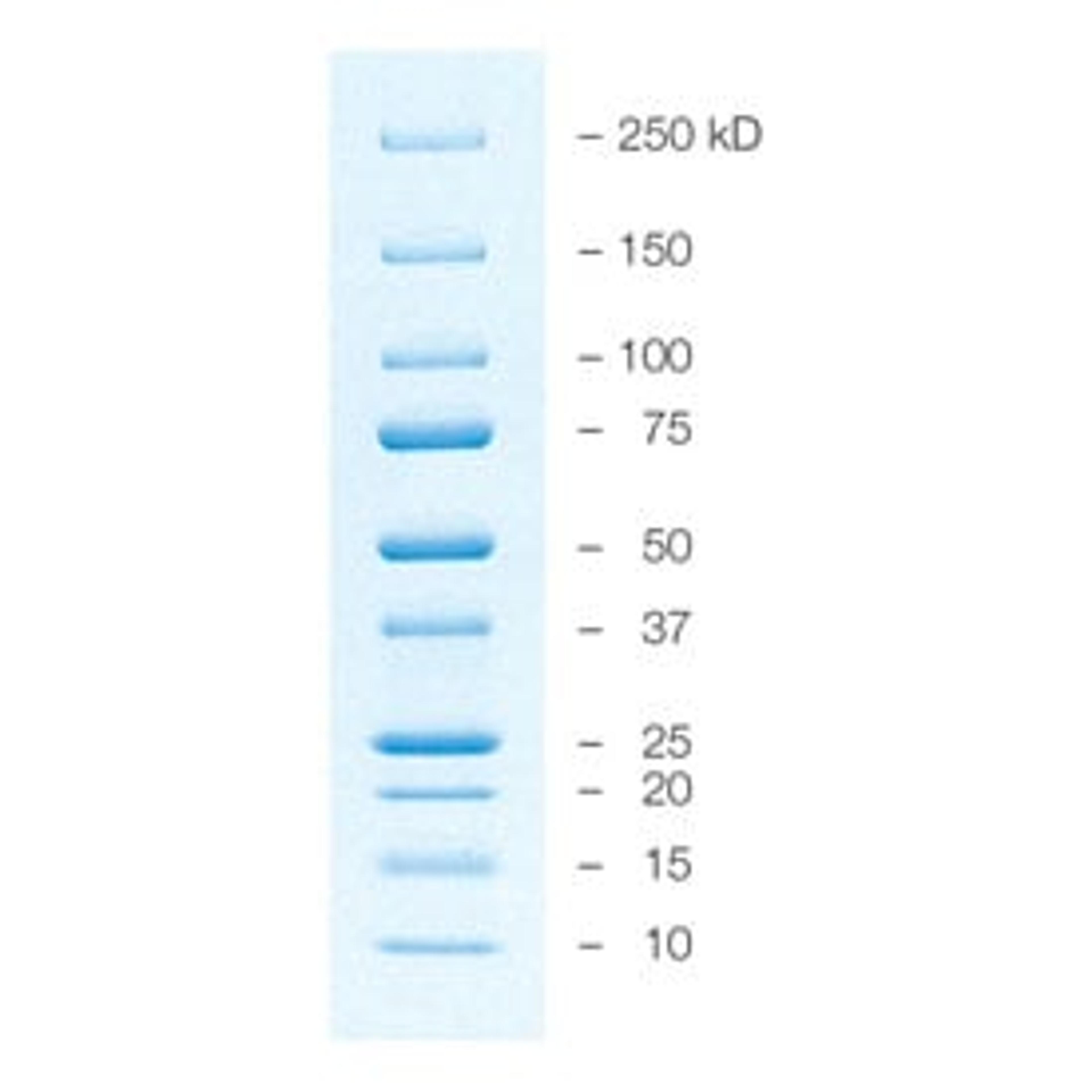 Precision Plus Protein™ All Blue Prestained Protein Standards - Bio-Rad - Life Sciences