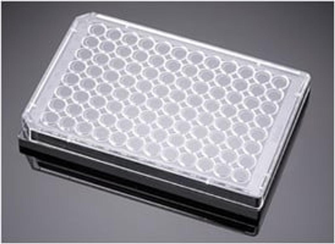 Corning® BioCoat™ Angiogenesis System: Endothelial Cell Tube Formation, 96-well Black Multiwell Microplate, 1/Case - Corning Life Sciences - Life Sciences