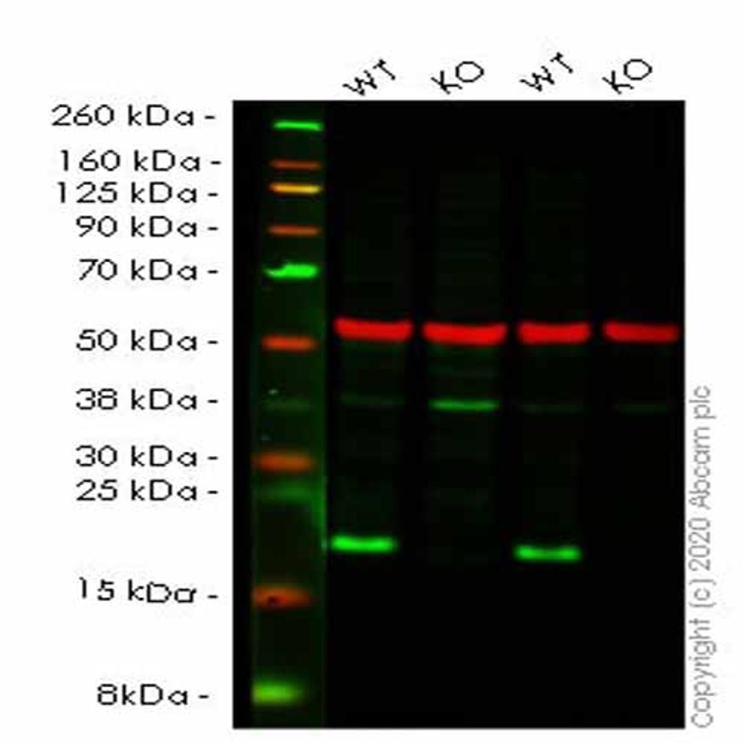 Human RHOA knockout HEK293T cell line - Abcam plc - Life Sciences