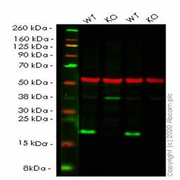 Human RHOA knockout HEK293T cell line - Abcam plc - Life Sciences