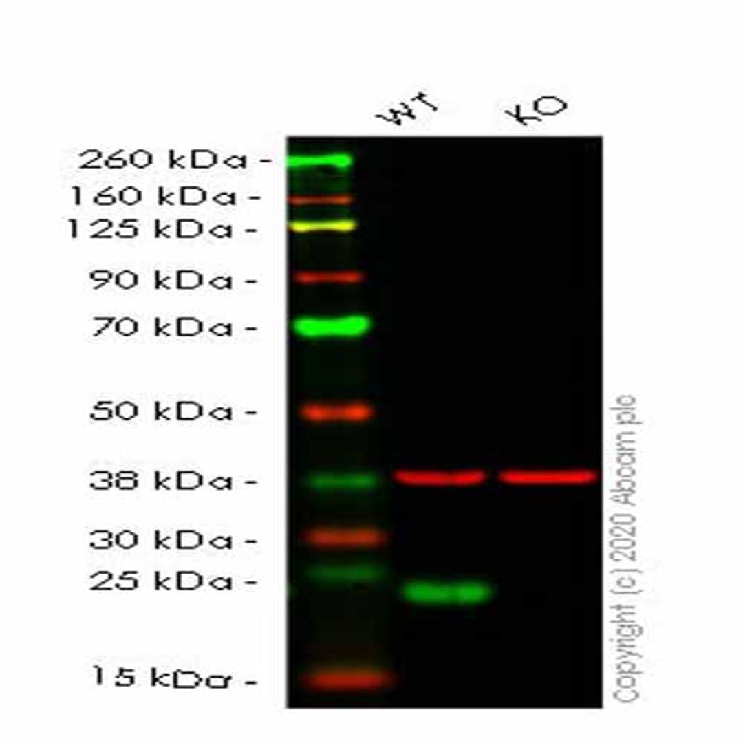 Human PPIF (Cyclophilin F) knockout HEK293T cell line - Abcam plc - Life Sciences